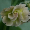 Primula Auricula Standish - Abriachan Nurseries